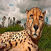 Big head cheetah slide puzzle
