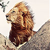 Big king lion slide puzzle