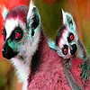 Big lemur family puzzle