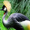 Big magnificent bird puzzle