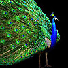 Big peacock puzzle