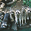 Big raccoon family slide puzzle