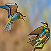 Bird wars slide puzzle
