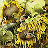 Birds and sunflowers slide puzzle