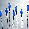 Birds in the lake slide puzzle