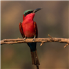 Birds Sliding Puzzle