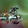 Black ant in the lake slide puzzle