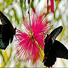 Black butterflies slide puzzle