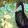 Black duck and family puzzle