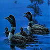 Black ducks in the lake slide puzzle