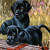 Black funny puppies puzzle