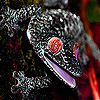 Black jungle gecko slide puzzle