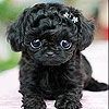 Black puppy slide puzzle