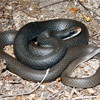 Black Racer Jigsaw