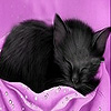 Black sleepy cat slide puzzle