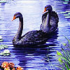 Black swans and river slide puzzle