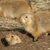 Black Tailed Prairie Dog Slider Puzzle