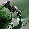 Black thirsty ant puzzle