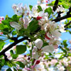 Blooming apple tree