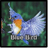 Blue Bird