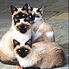 Blue eyed cats slide puzzle