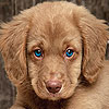 Blue eyed dog slide puzzle