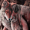 Blue eyed wolves family puzzle