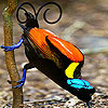 Blue footed bird puzzle