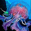 Blue jellyfish slide puzzle