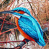 Blue lake bird puzzle