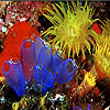 Blue ocean fishes slide puzzle