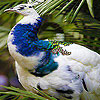 Blue peacock puzzle