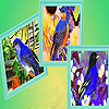 Blue sparrows in fall puzzle