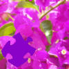 Bougainvillea Jigsaw