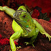 Brave lizard puzzle