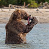 Brown Bear