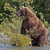 Brown Bear