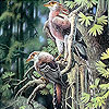 Budgerigars slide puzzle