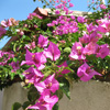 Bougainvillea Jigsaw