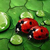 Bugs on the woods hidden numbers