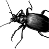 Bugs Tower Defense