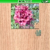 Burgundy Rose
