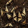 Butterflies Slider