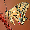 Butterfly in the field slide puzzle