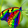 Butterfly on the leaf  puzzle