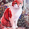 Calm red cat slide puzzle