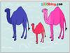 Camel Coloring