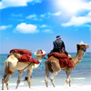 Camels On The Beach Jigsaw