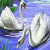 Captivating swans puzzle