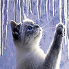 Cat and fringes slide puzzle